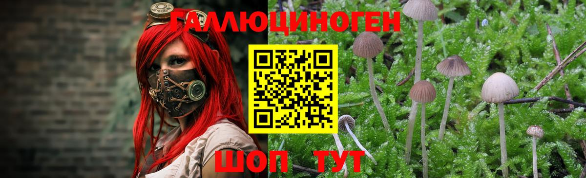 Псилоцибиновые грибы GOLDEN TEACHER Камышин